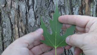 Identifying silver maple [upl. by Lubin989]