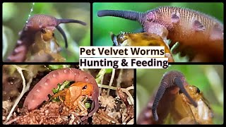 Pet Velvet Worms Hunting and Feeding [upl. by Netsrejk475]