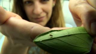 UFIFAS Research Citrus Psyllid [upl. by Nerraf]