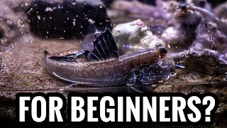 Top 5 Brackish Fish For Beginners [upl. by Naimad]