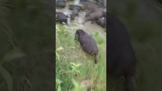 Amazing Animals of the Wild Fascinating Wildlife Videos [upl. by Yruok398]