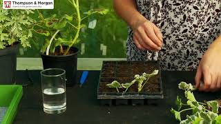 How to Take Geranium Cuttings [upl. by Lebar]