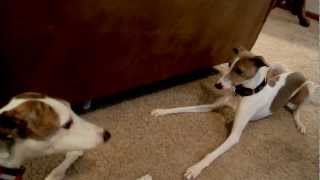 Greyhound Whippet Italian Greyhounds [upl. by Rebmaed]