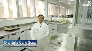 Taller Cultivo in vitro y micropropagación de plantas [upl. by Nalced]