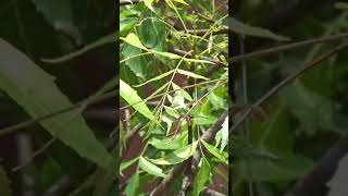 Neem Medicinal Plant Azadirachta indica [upl. by Enomys]