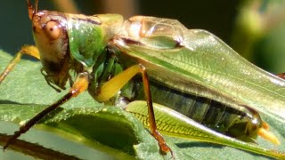 Katydid sound  noise  chirping  Insect [upl. by Wilhelm]