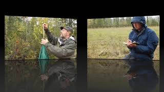 Livetrapping snowshoe hares in the Brooks Range [upl. by Labina]