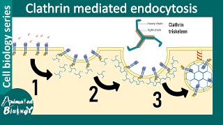 Clathrin mediated endocytosis overview [upl. by Aridaj]