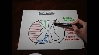 Neuroanatomía Médula Espinal [upl. by Anyehs]