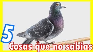 5 CURIOSIDADES SOBRE LAS PALOMAS [upl. by Loree250]