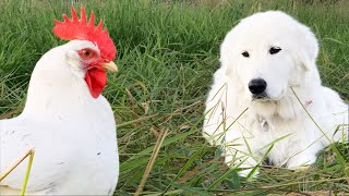 You Want This Dog Guarding Your Birds  Maremma Livestock Guardian Dog [upl. by Nunciata]