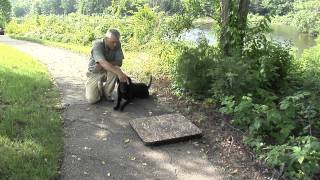 Retriever Training Working A Lower Stand [upl. by Maibach]