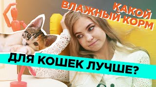 Какой влажный корм для кошек лучше [upl. by Cummins646]