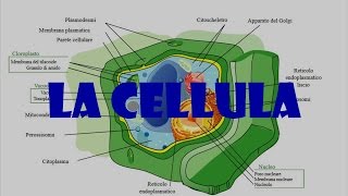 LA CELLULA [upl. by Lynna]