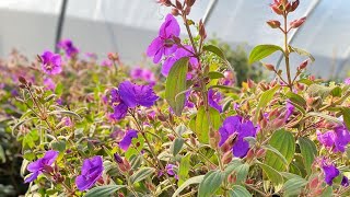 Talking Tibouchina urvilleana “Purple Princess Flower” amp Cornus baileyi “Red Twig Dogwood” in zone 9 [upl. by Tebzil]