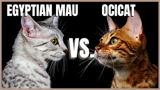 Egyptian Mau VS Ocicat [upl. by Aric]