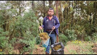 Buscando adorno Navideño en el monte musgo  con la familia [upl. by Arbed]