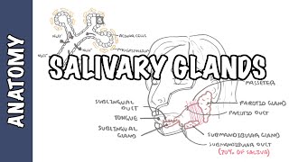 Salivary glands  Anatomy and Physiology [upl. by Giustino]