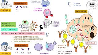 Micobacterium Leprae  ENFERMEDAD DE HANSEN  LEPRA [upl. by Annoya]