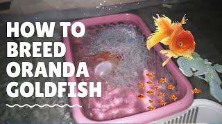 Natural Breeding Oranda Goldfish My First Time Breeding Goldfish [upl. by Ingraham]