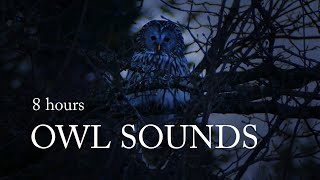 Owl Hooting Sounds  8 Hours  for Relaxing amp Sleeping DARK SCREEN [upl. by Eelirol819]