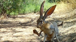 Barking Jackrabbit [upl. by Natek]