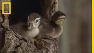 Tiny Ducklings Leap from Tree  National Geographic [upl. by Manson]