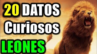 20 Datos Curiosos de los Leones  El Rey de la Selva [upl. by Nessaj]