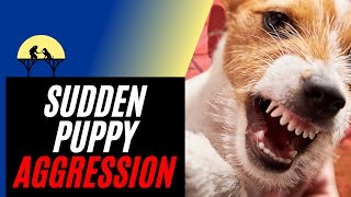 Sudden Puppy Aggression amp How to Stop It tutorial [upl. by Haland]