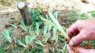 How to Divide and Plant Bearded Iris [upl. by Shannen]