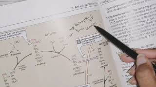 Urea cycle Amioacid metabolism biochemistry [upl. by Dempstor]