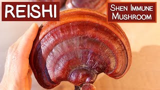 Reishi Mushroom A Shen Tonic and Immune Modulator [upl. by Pearson]