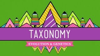 Taxonomy Lifes Filing System  Crash Course Biology 19 [upl. by Bert]