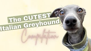 THE CUTEST Italian Greyhound compilation [upl. by Morette943]