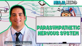 Neurology  Parasympathetic Nervous System [upl. by Aiuoqes]