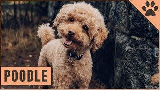 Poodle Dog Breed Toy Miniature amp Standard Poodle [upl. by Naerol]