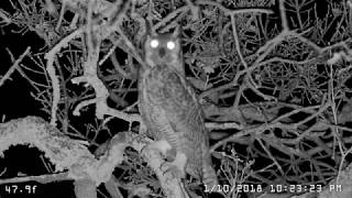 Female Great Horned Owl Hooting [upl. by Lowney]