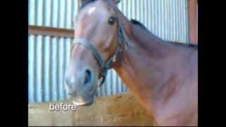 Effect of Equine Breathing on windsucking [upl. by Sinclair]