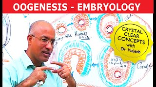 Oogenesis  Gametogenesis  Embryology🩺 [upl. by Ahsinit]