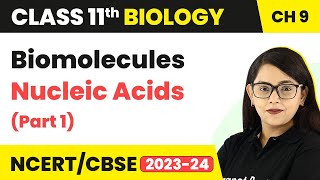 Biomolecules Class 11 Biology Nucleic AcidsNucleic Acids Class 11 BiologyClass 11 Biology Part 1 [upl. by Atteuqehs882]