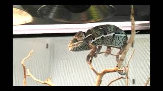 How Do Veiled Chameleons Change Colors [upl. by Clifford]