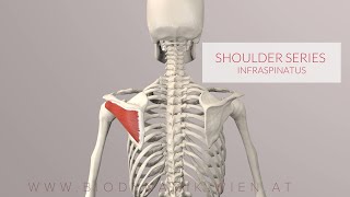 Infraspinatus Shoulder Series Part 6 3D Animation [upl. by Elcarim]