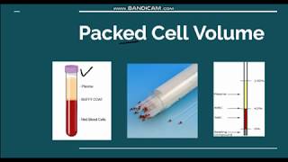 Packed cell volume Hematocrit [upl. by Newsom896]