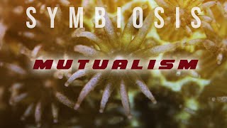 Symbiosis Mutualism [upl. by Airemat]