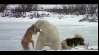 Polar Bear destroying Husky dog [upl. by Molini583]