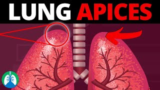 Lung Apices Medical Definition  Quick Explainer Video [upl. by Enecnarf799]