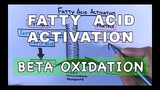 Fatty Acid Activation  Beta Oxidation Part I [upl. by Anerroc]