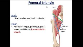 Front of Thigh part 3 The Femoral Triangle  Dr Ahmed Farid [upl. by Alywt]