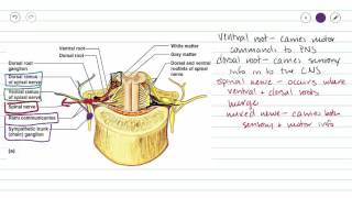 Spinal Nerves [upl. by Devonna]