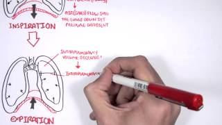 Mechanism of Breathing [upl. by Niliram]